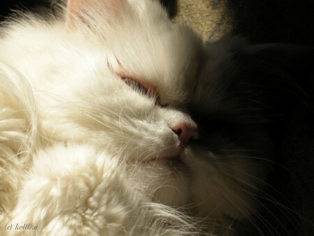 Семь килограмм счастья