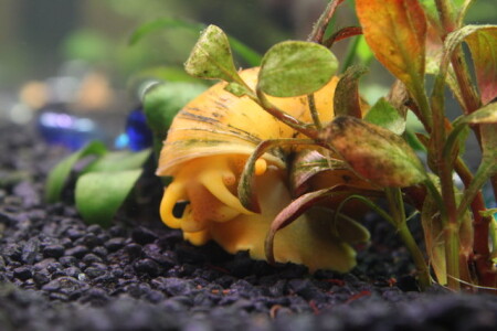 Сама скромность