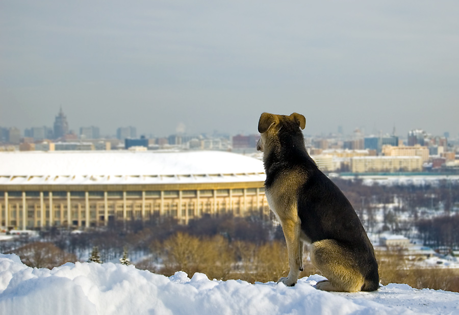 Мечты о большом городе