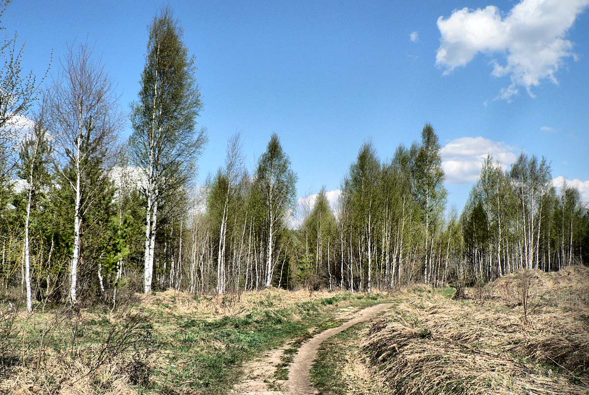 Я в весеннем лесу пил березовый сок...