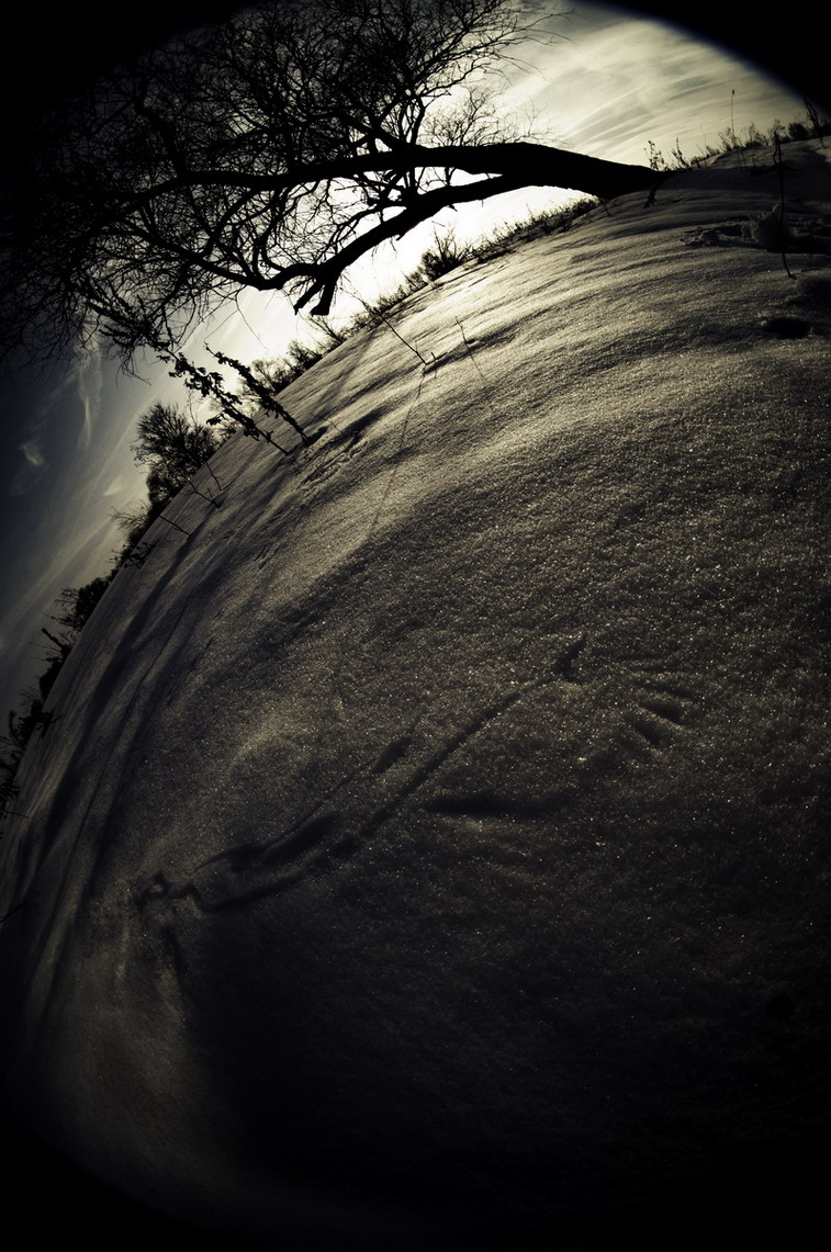 footprints in the snow 