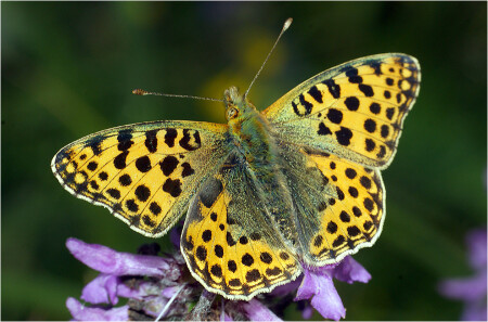 Перламутровка полевая 