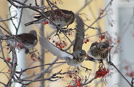 Дрозд-рябинник 2