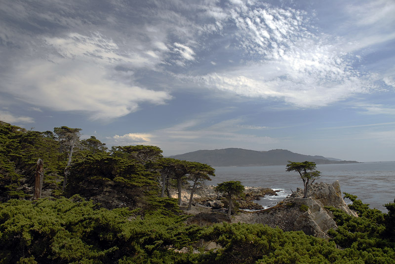 The Lone Cypress