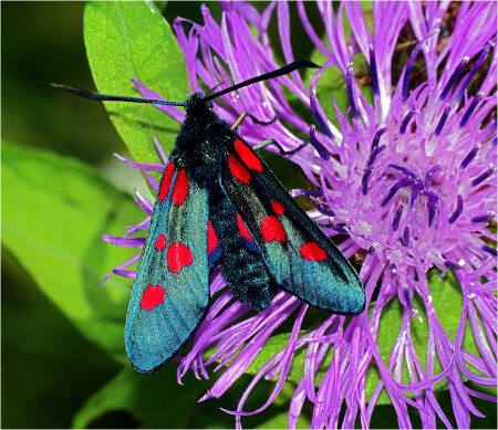 Пестрянка луговая