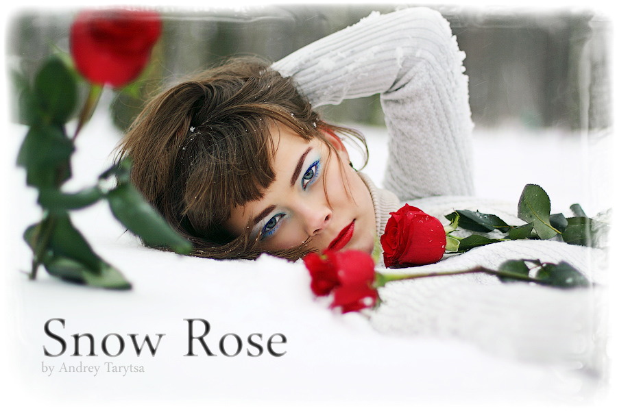 Snow Rose