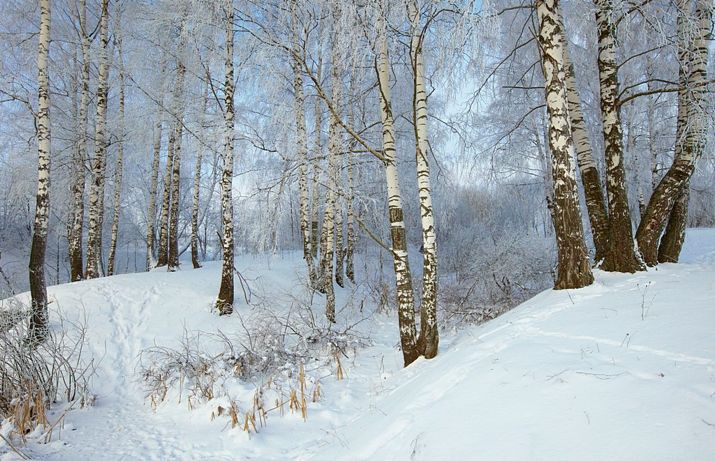 Берёзки на берегу