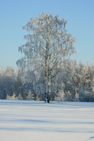 во поле берёза стояла...