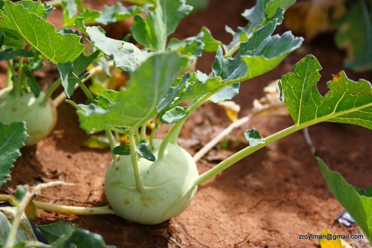 Kohlrabi