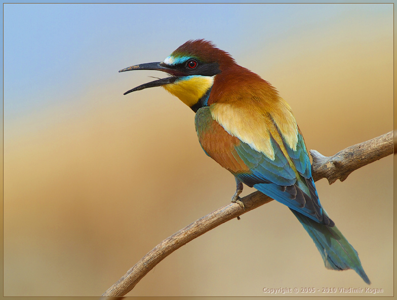 Bee-Eater