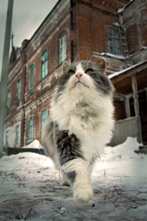 котофей