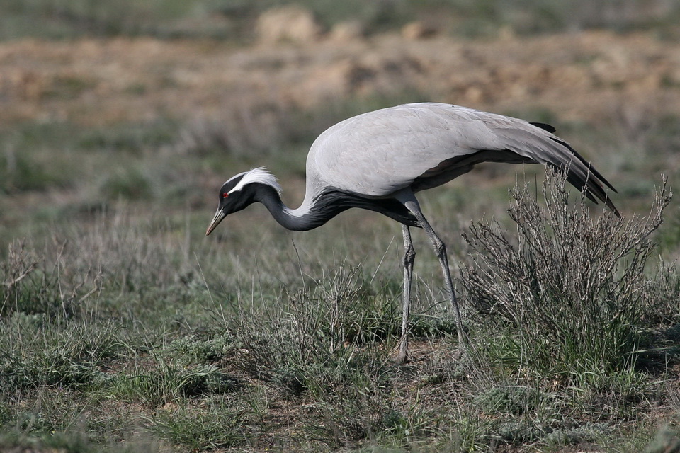 Журавль-красавка (anthropoides virgo).