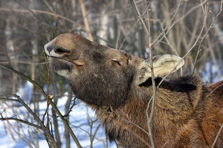 Запахло весной...