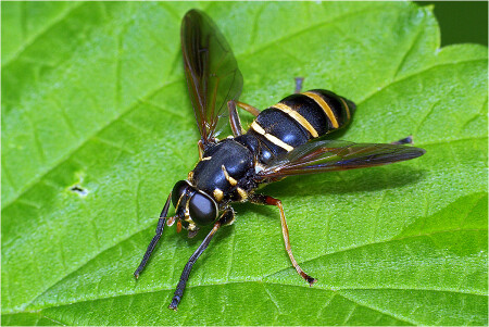 Журчалка Томностома атласная