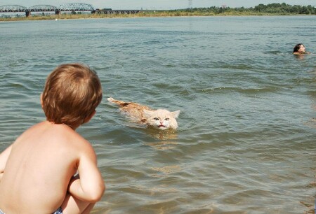 Приключения сибирского кота