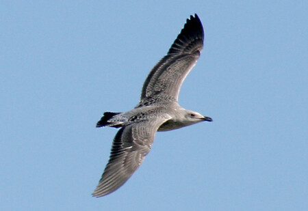 Свободный полет