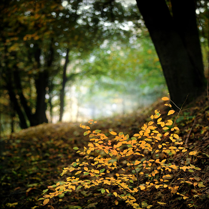 autumn alley