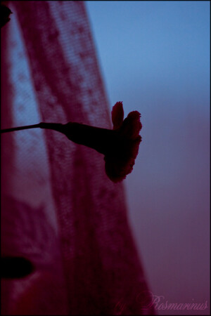 Окно, зановеска, цветок