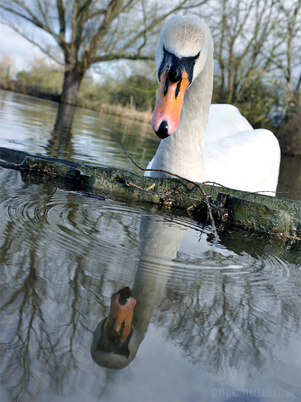 Reflection