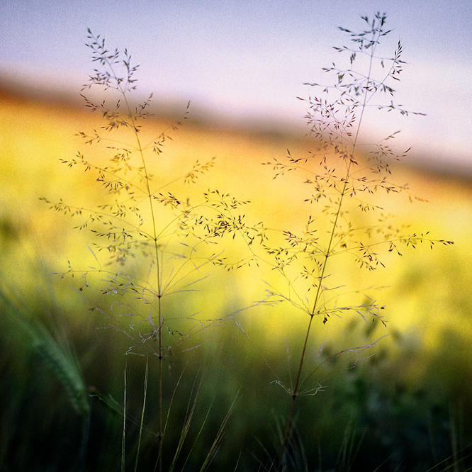 two grasses 