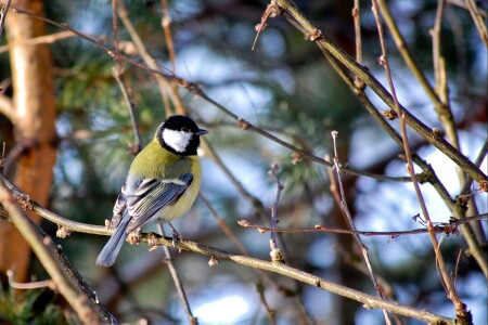 Весенняя гармония