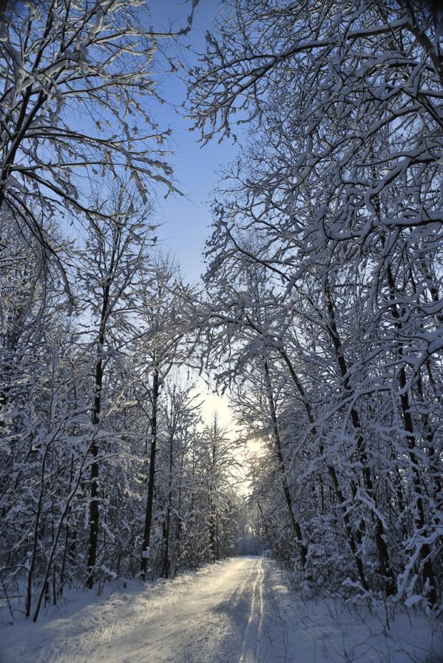 Прогулка в лесу