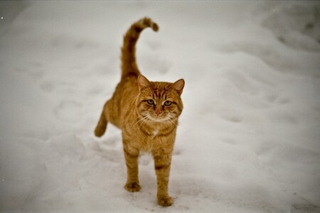 Рыжий Кот