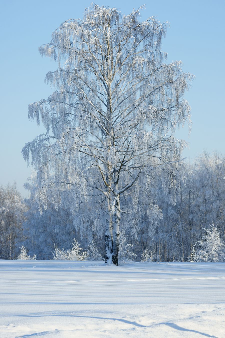 русская красавица