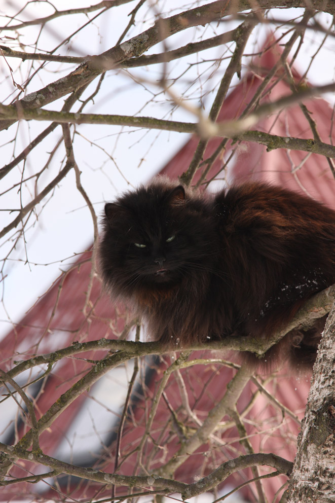 кот, гуляющий сам по себе