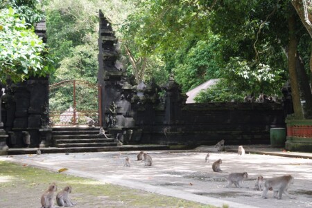 Город обезьян