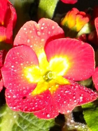 Подарок на 8 марта