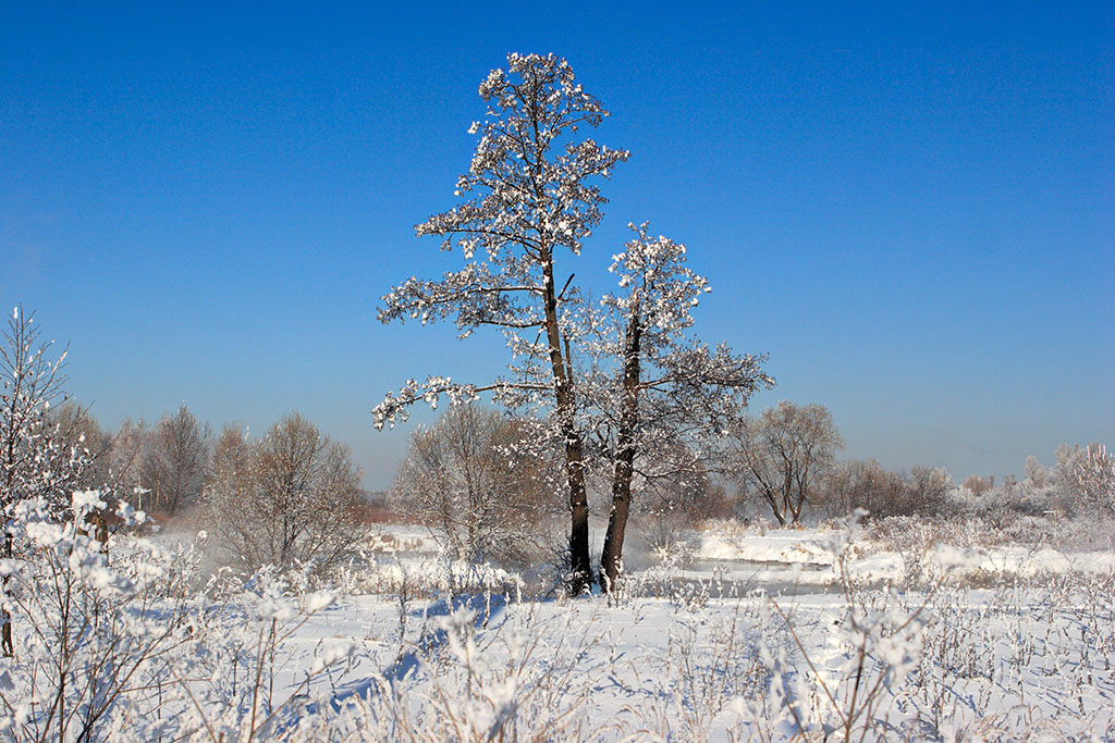 Зима 2010. Подмосковье.