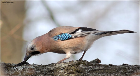 Сойка (Garrulus glandarius) с добычей
