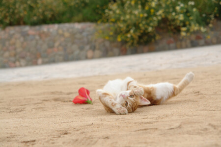 А ты сними, сними меня, фотограф !