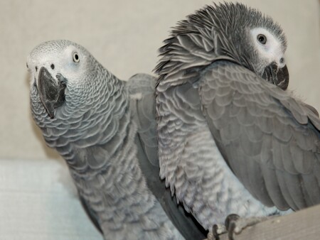 Рамзес и Mатильда