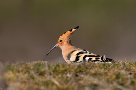 С приездом!