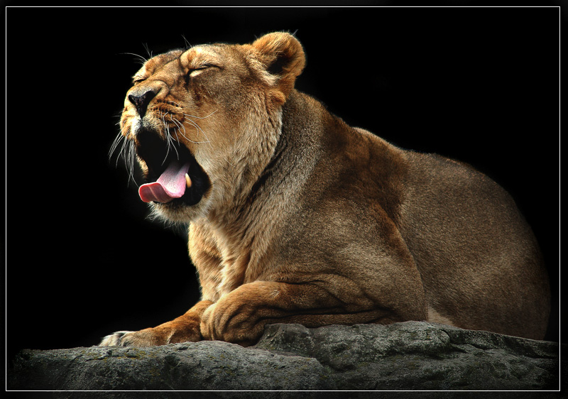 Panthera leo