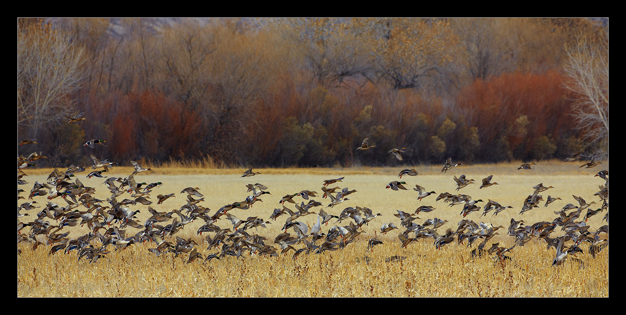 Bosque del Apache