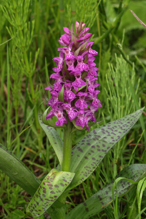Orchis