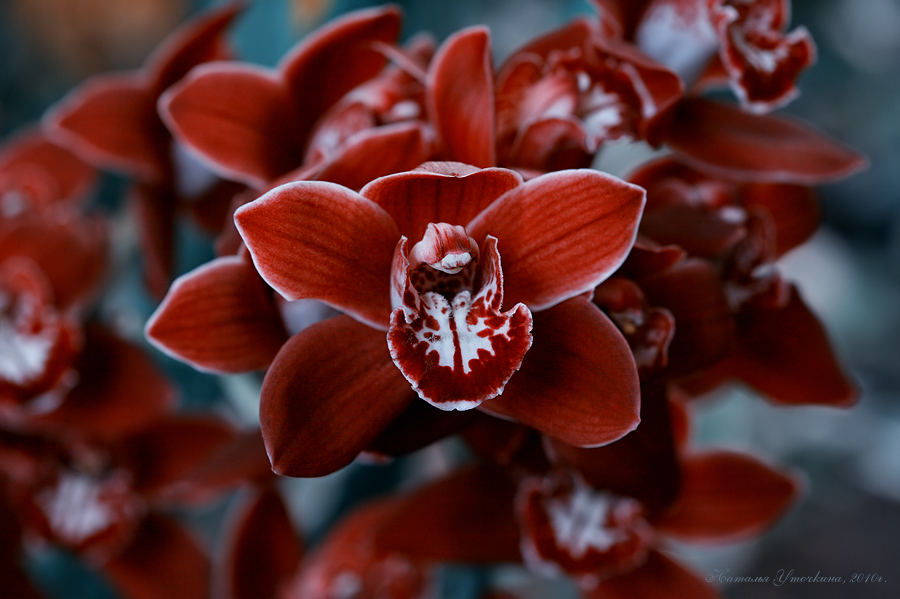 Red orchid