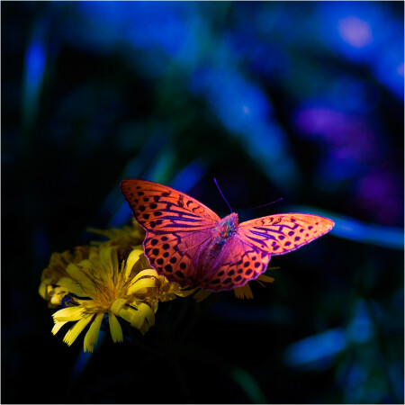 Butterfly Effect 2