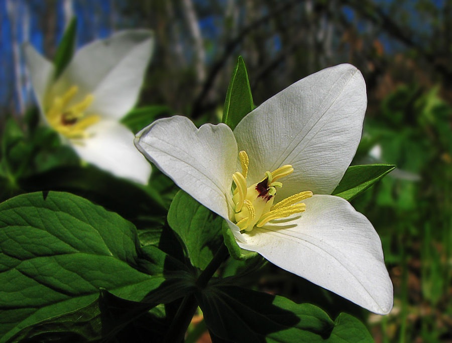 Trillium camschatcense