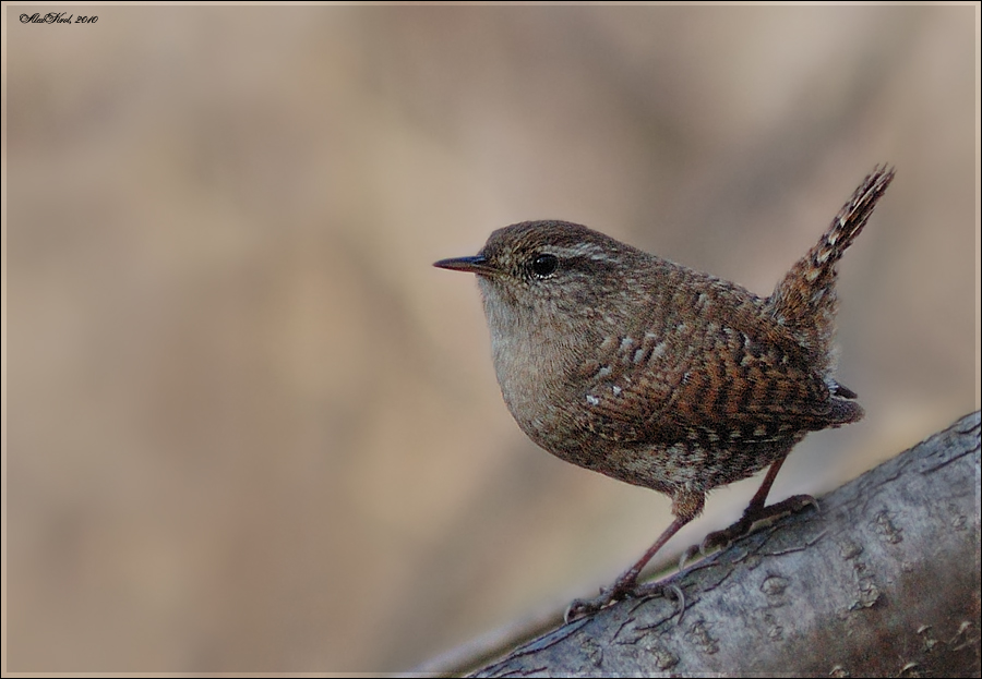 Крапивник (Troglodytes troglodytes)