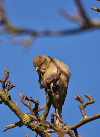 Разговор по мобильному