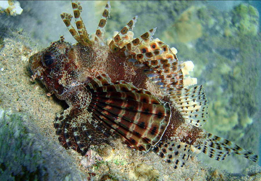 Зебра из семейства lionfish