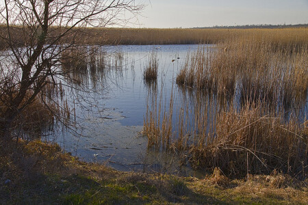 В предверии цветения