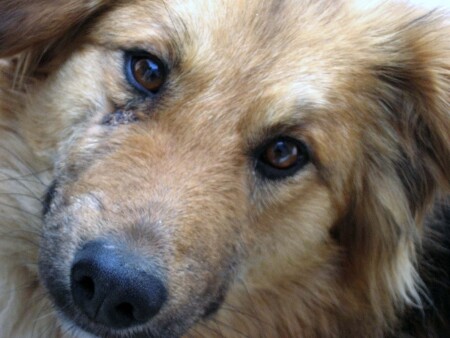 Собачья доля