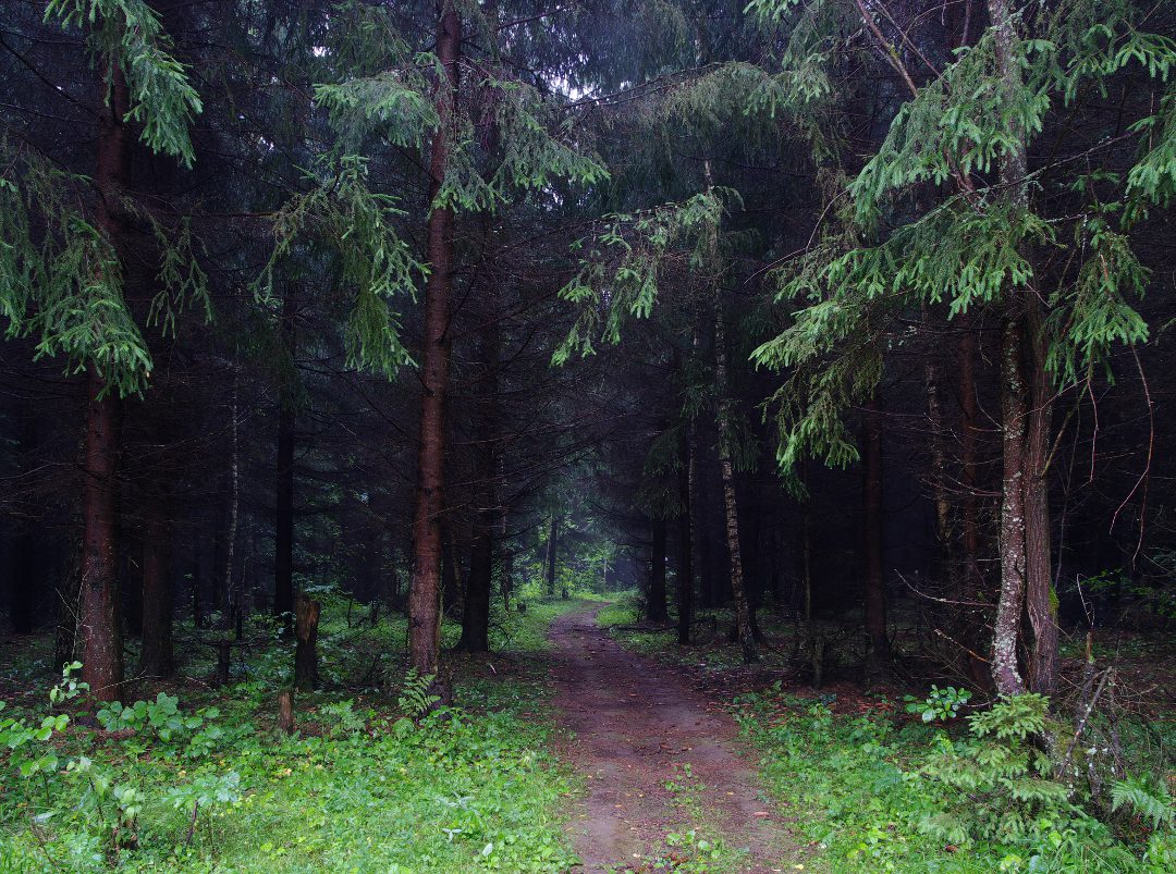 Ельник, полный загадок