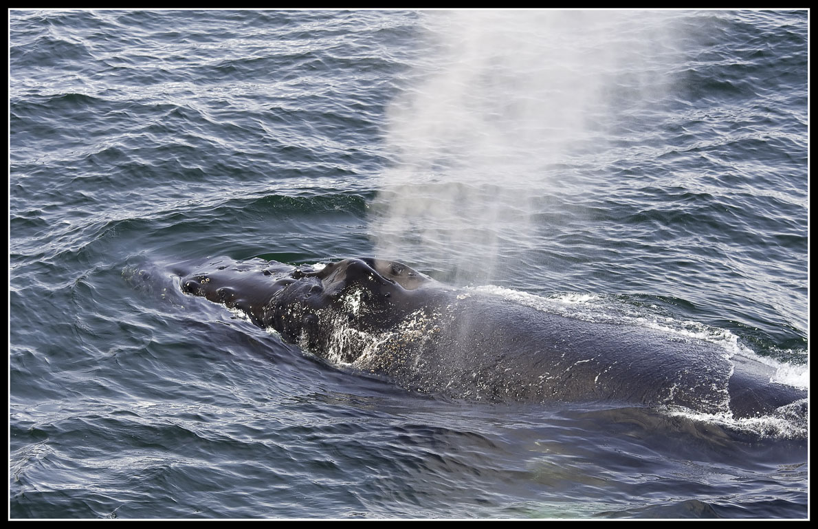 Humpback Whale