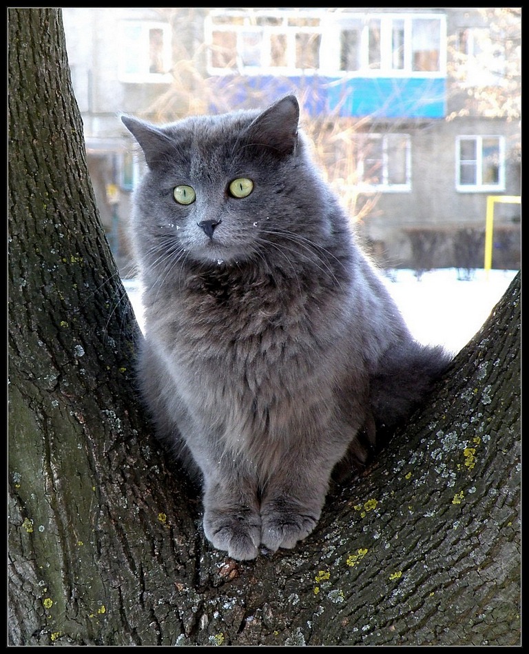 кот